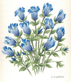 Alpine Gentian (Gentiana Calycoba)