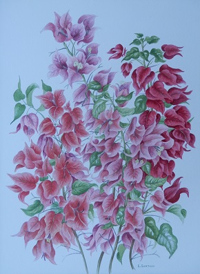 Bermuda Flowers 3